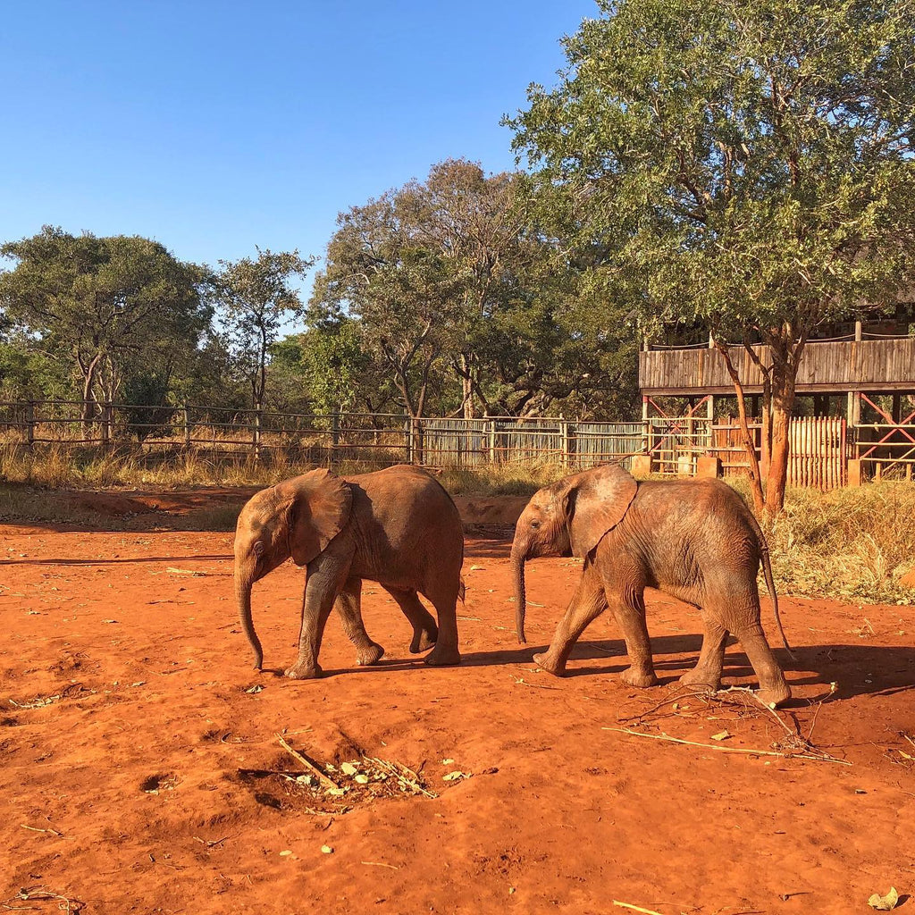 the dswf takeover! Big Wild Thought