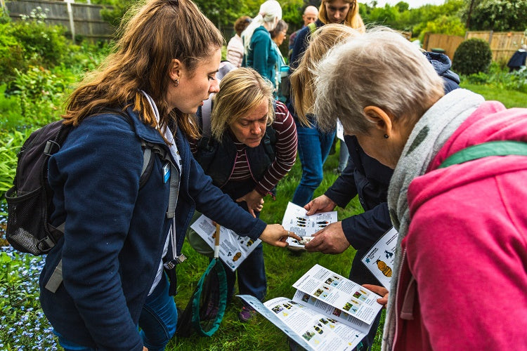 the bumblebee conservation trust takeover! Big Wild Thought