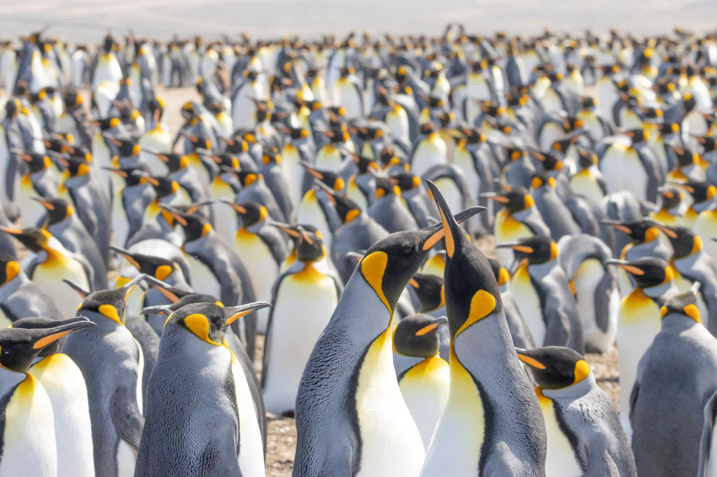 falklands conservation takeover! Big Wild Thought