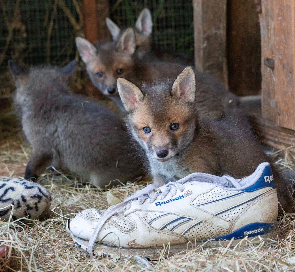 the fox project takeover! Big Wild Thought