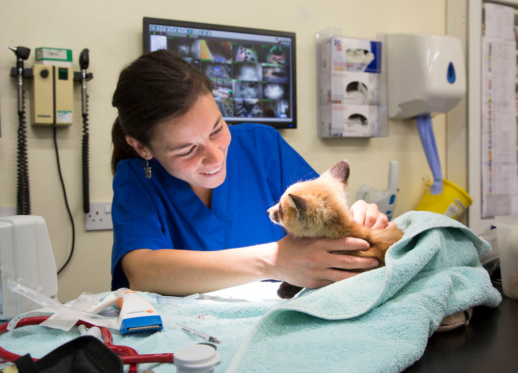 an interview with a wildlife vet! Big Wild Thought
